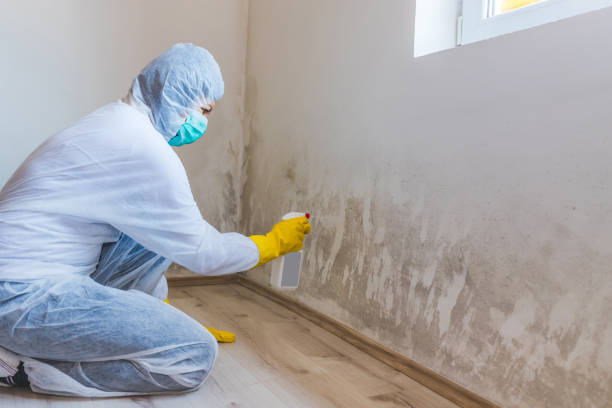 Attic Mold Removal in Erie, PA
