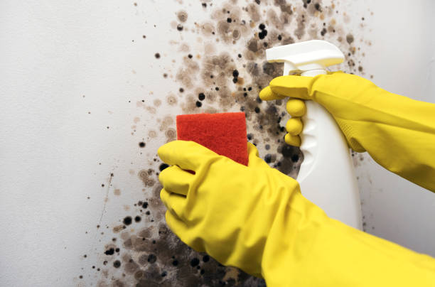 Best Fast Mold Removal  in Erie, PA